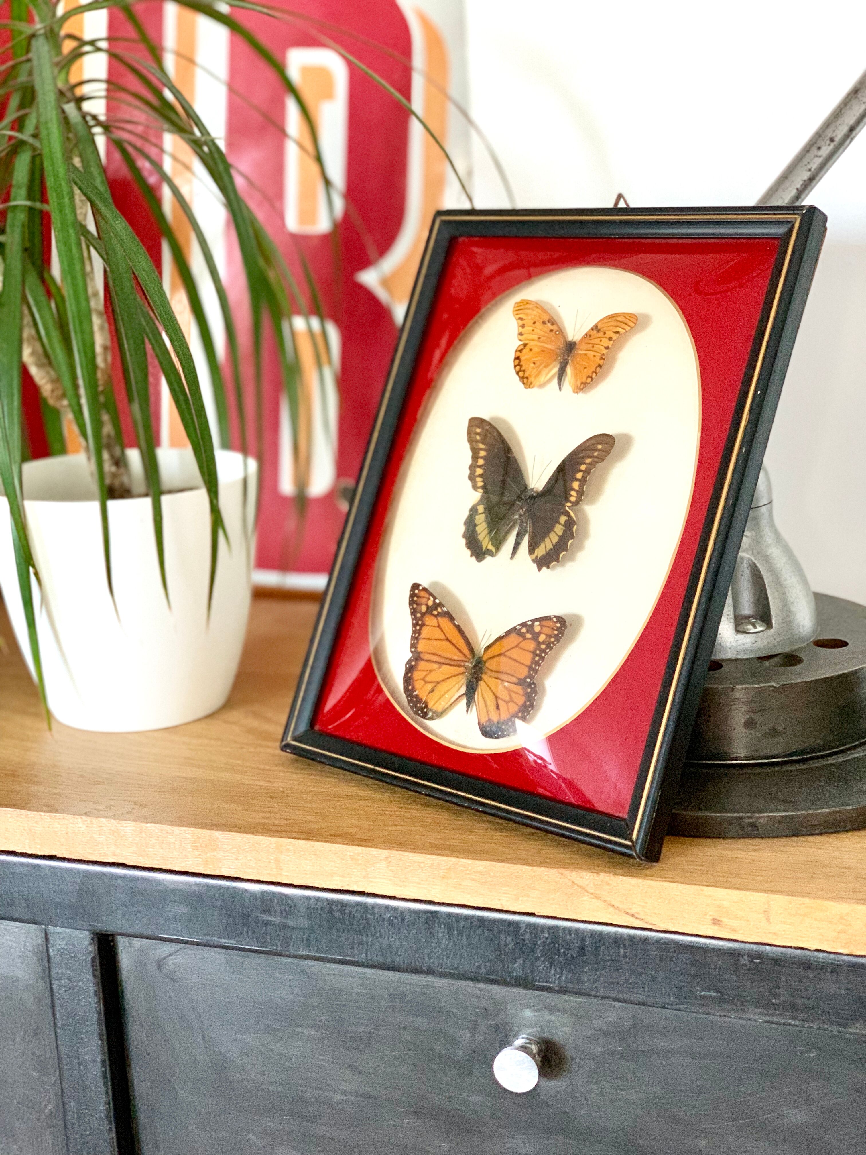 Naturalized Butterfly border of Brazil