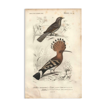 Antique engraving 1849 - Common Hoopoe by E. Travies - Lithograph BIRDS