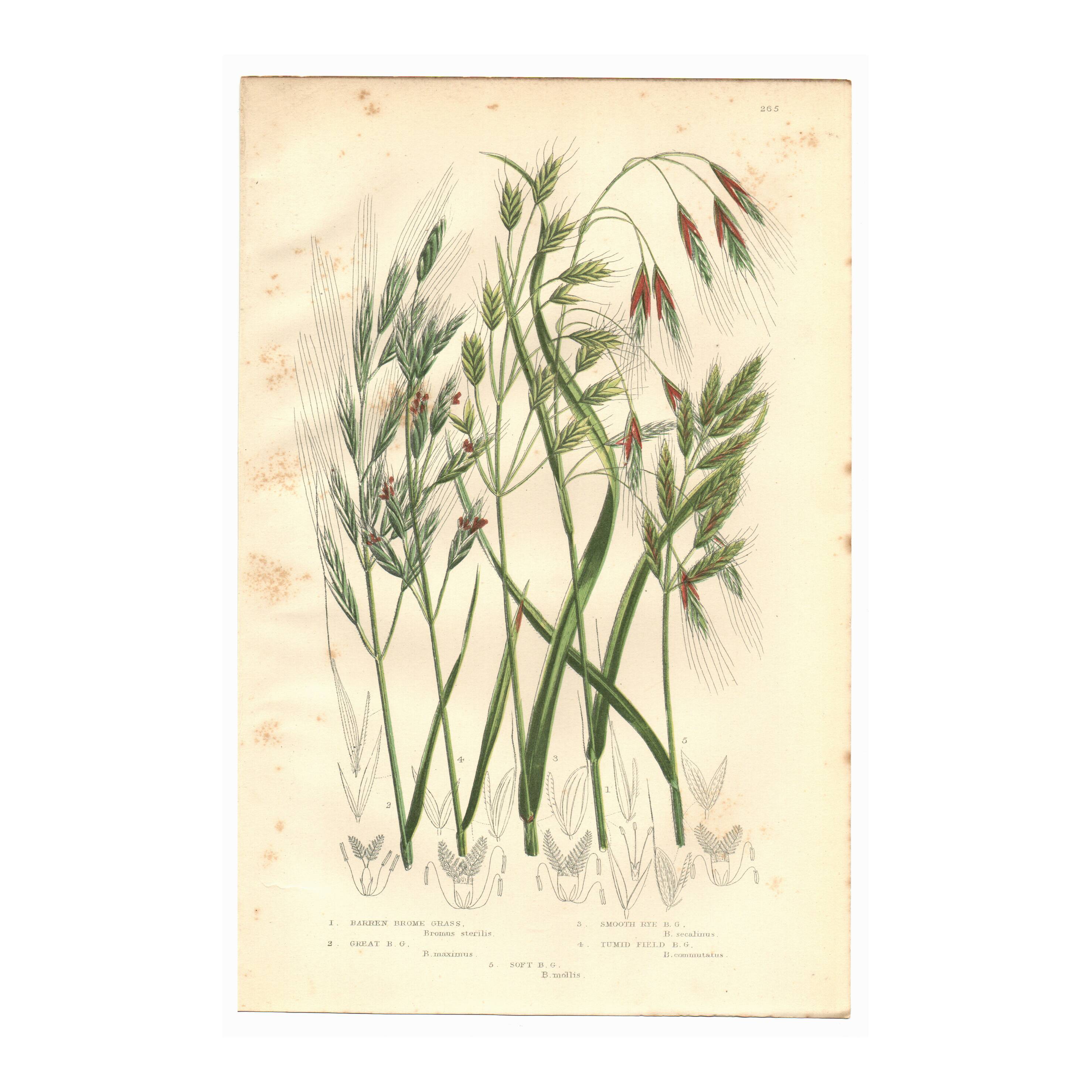 Engraving from 1889 - Large Herbs by A. Pratt - Old Botany