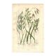 Engraving from 1889 - Large Herbs by A. Pratt - Old Botany
