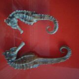 Set of 2 seahorses stuffed