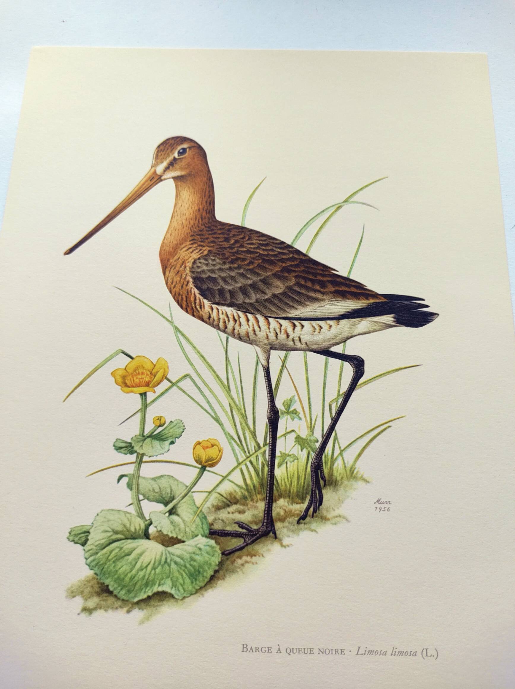 Antique bird print from the 1960s - Black-tailed Godwit - Illustration