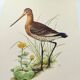 Antique bird print from the 1960s - Black-tailed Godwit - Illustration