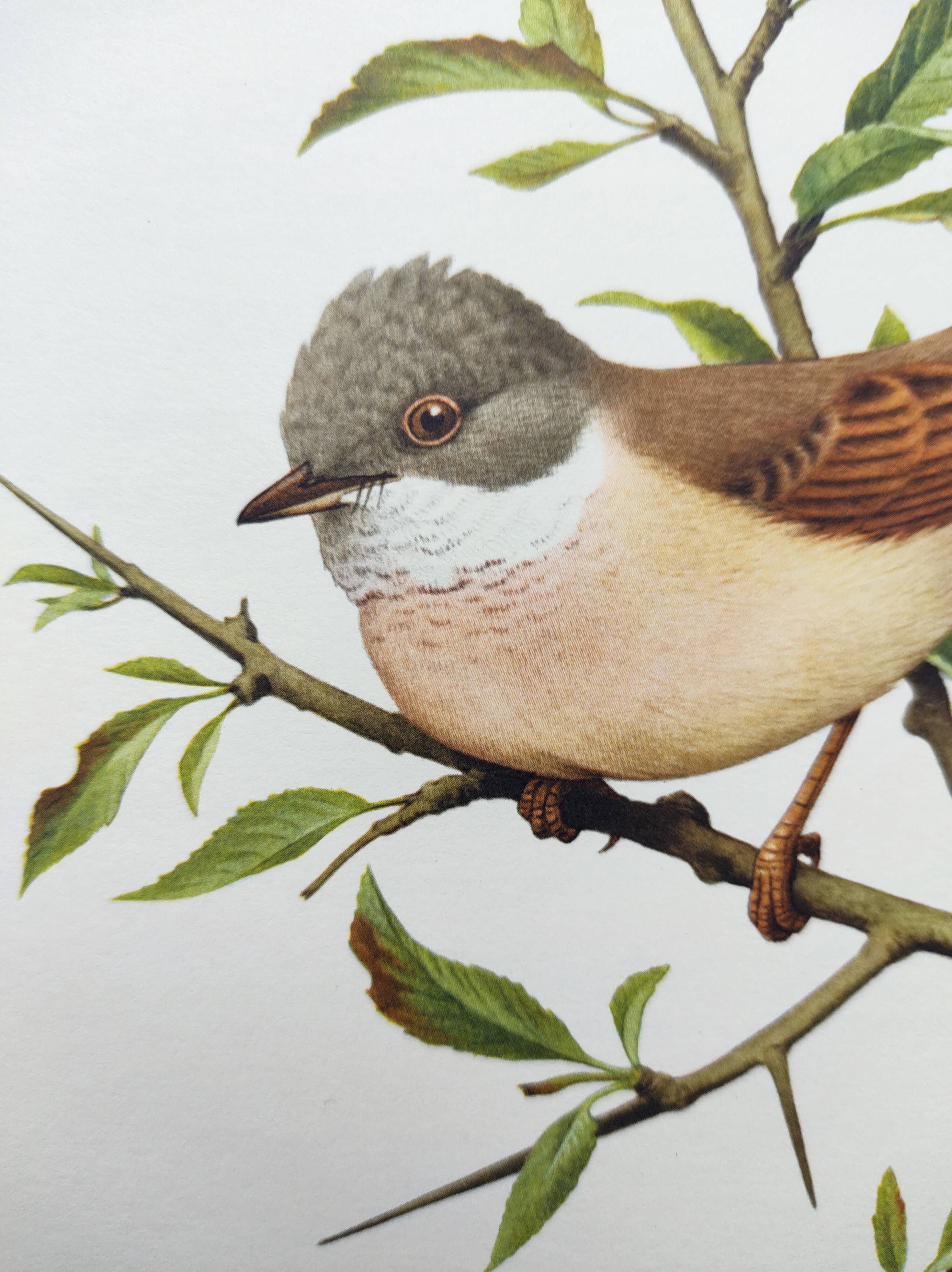 Old bird board 1960 - Black-headed Warbler - Animal illustration