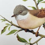 Planche oiseaux 1960 - Fauvette à Tête Noire - Illustration animale