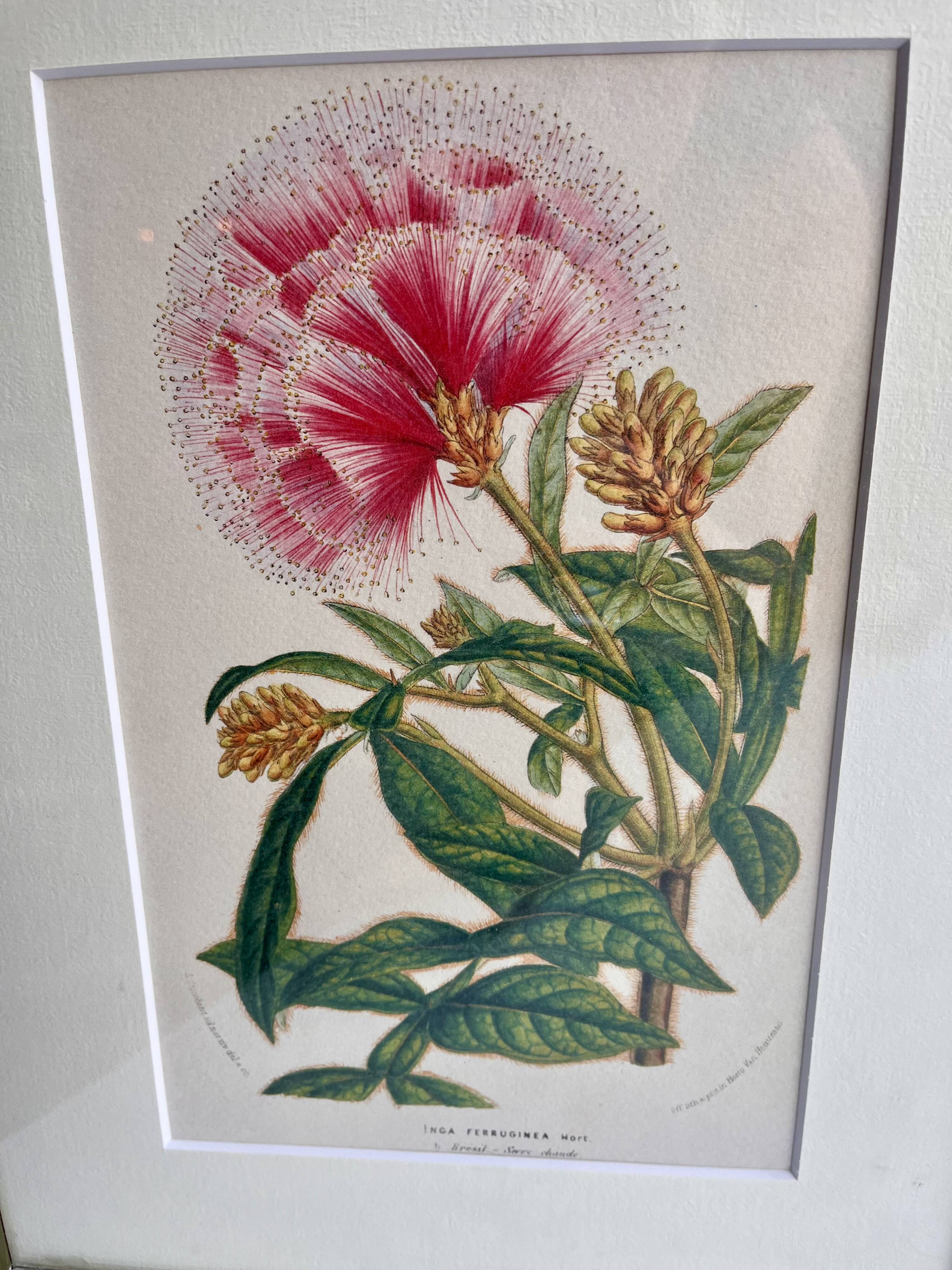 19th Century Botanical Lithograph of Inga Ferruginea, c.1853.