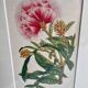 19th Century Botanical Lithograph of Inga Ferruginea, c.1853.