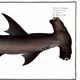 Poster about the hammerhead shark, a fish, based on an old engraving