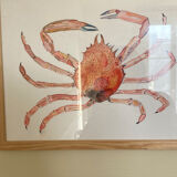 Sea spider