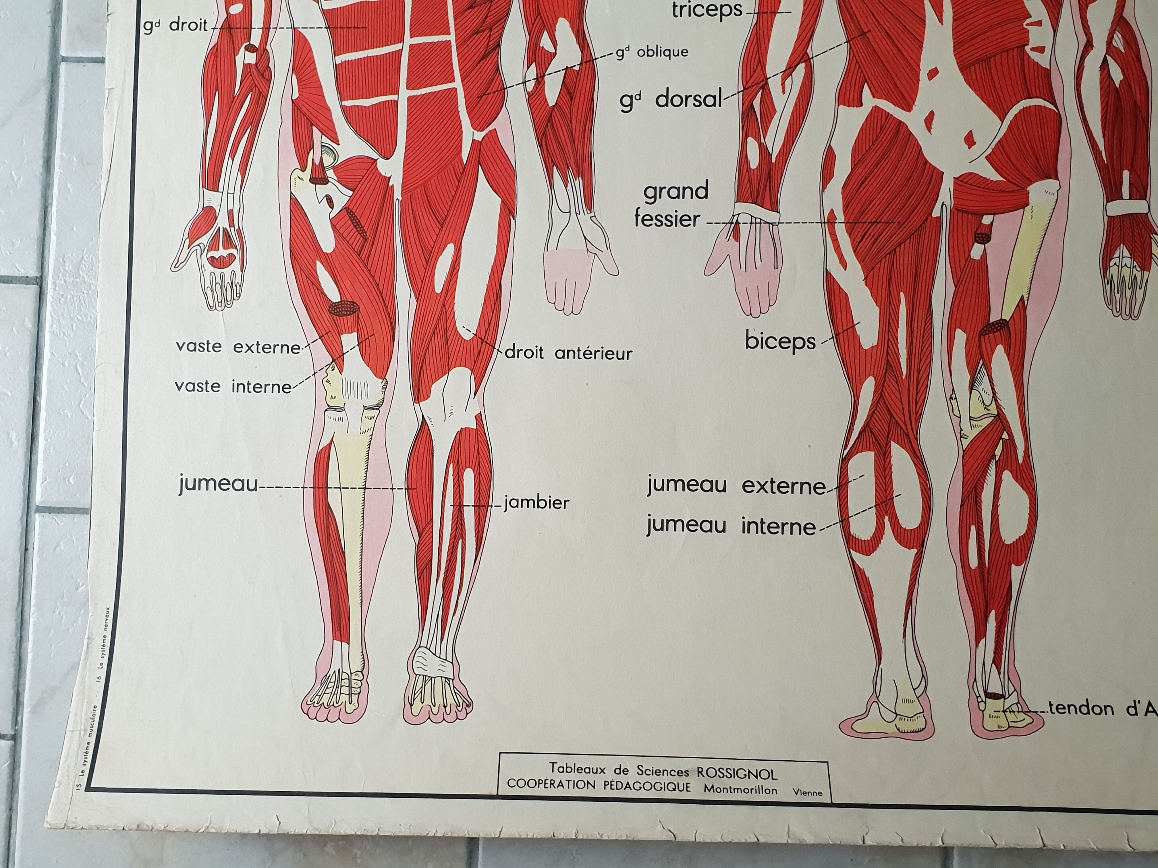 School poster Nightingale No.15 system nervous No.16 System muscle