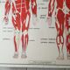 School poster Nightingale No.15 system nervous No.16 System muscle
