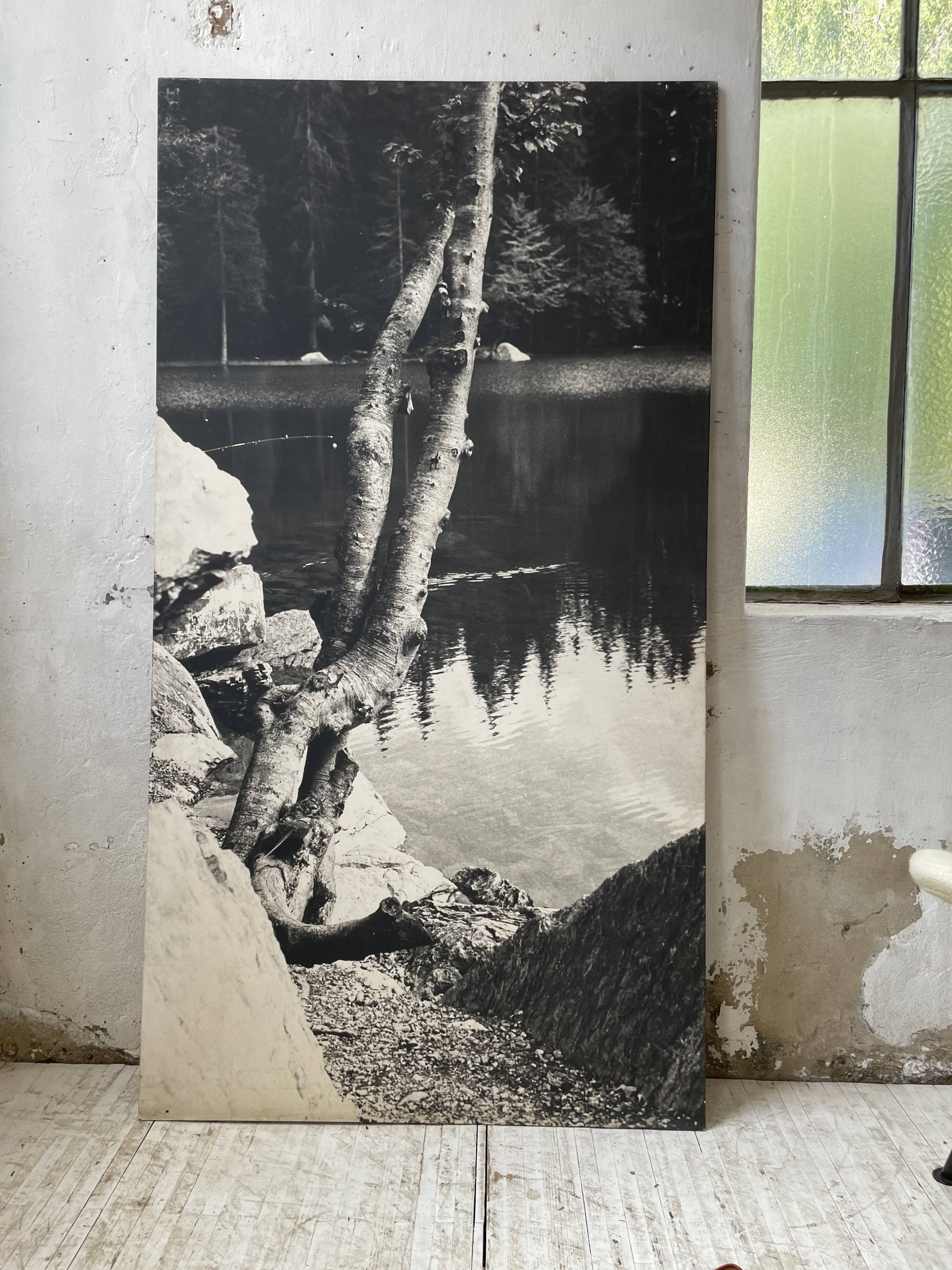 Old XXL black and white tree photograph