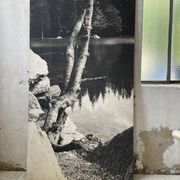 Ancienne photographie arbre noir et blanc XXL