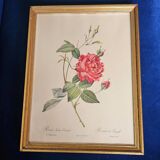 Bengal Rose Frame pj Redouté