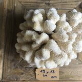 Coral cluster