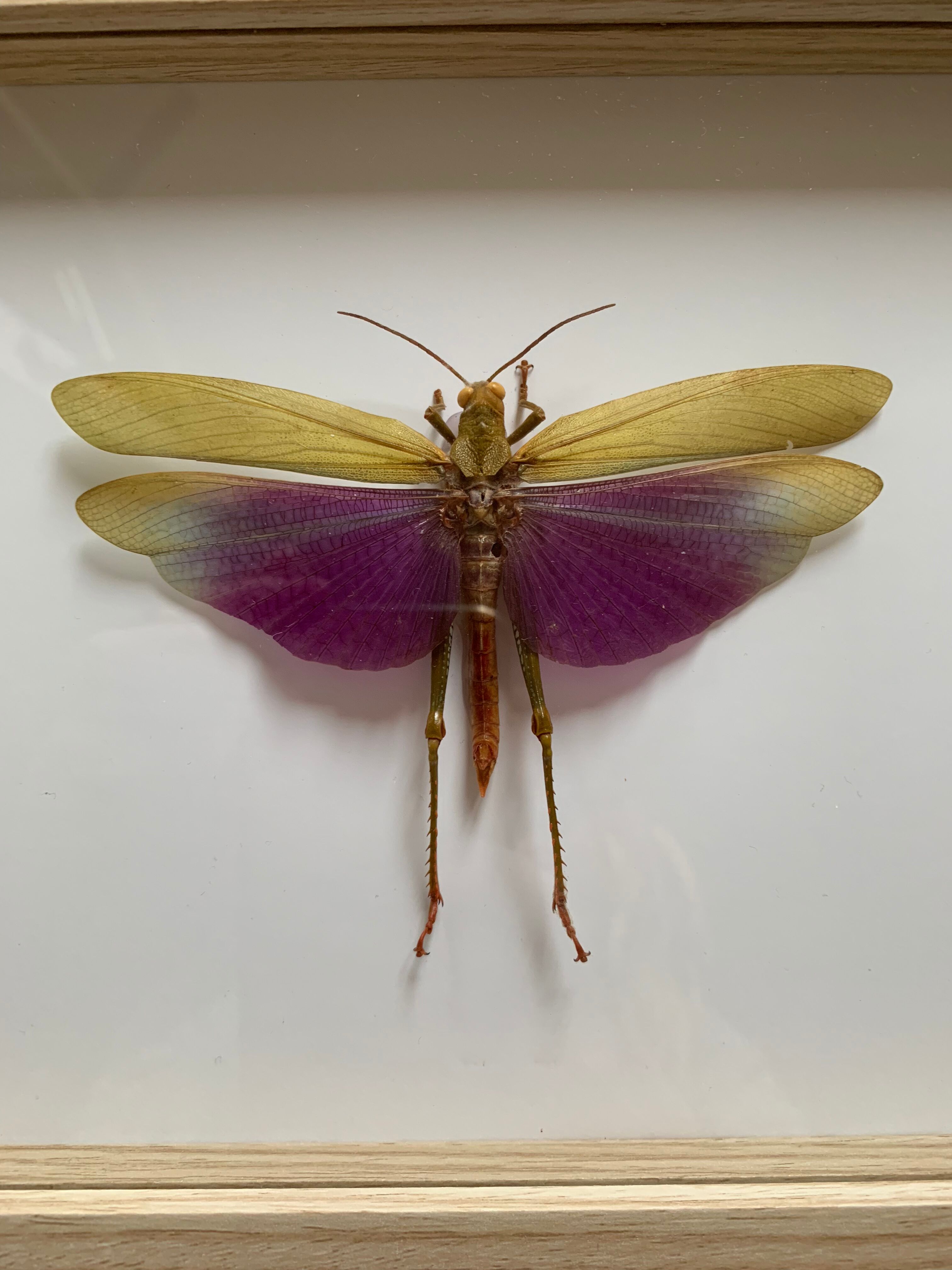 Insect locust under glass