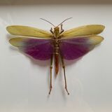 Insect locust under glass