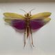 Insect locust under glass