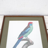 Engraving bird parrot, the parakeet with wide tail jacques barraband