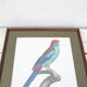 Gravure oiseau perroquet, la perruche a large queue jacques barraband