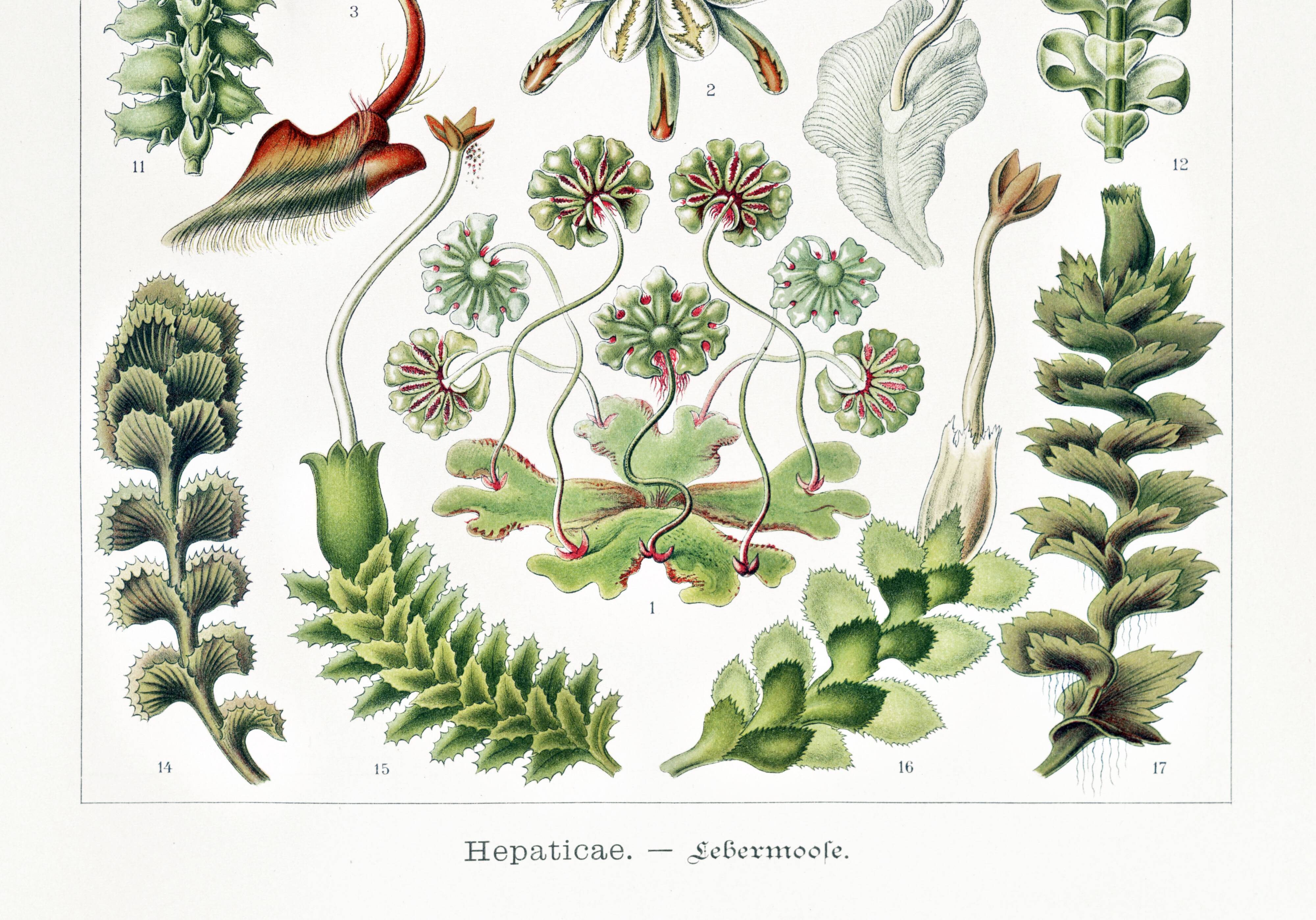 Poster about liverwort plants, based on an old lithograph