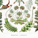 Poster about liverwort plants, based on an old lithograph