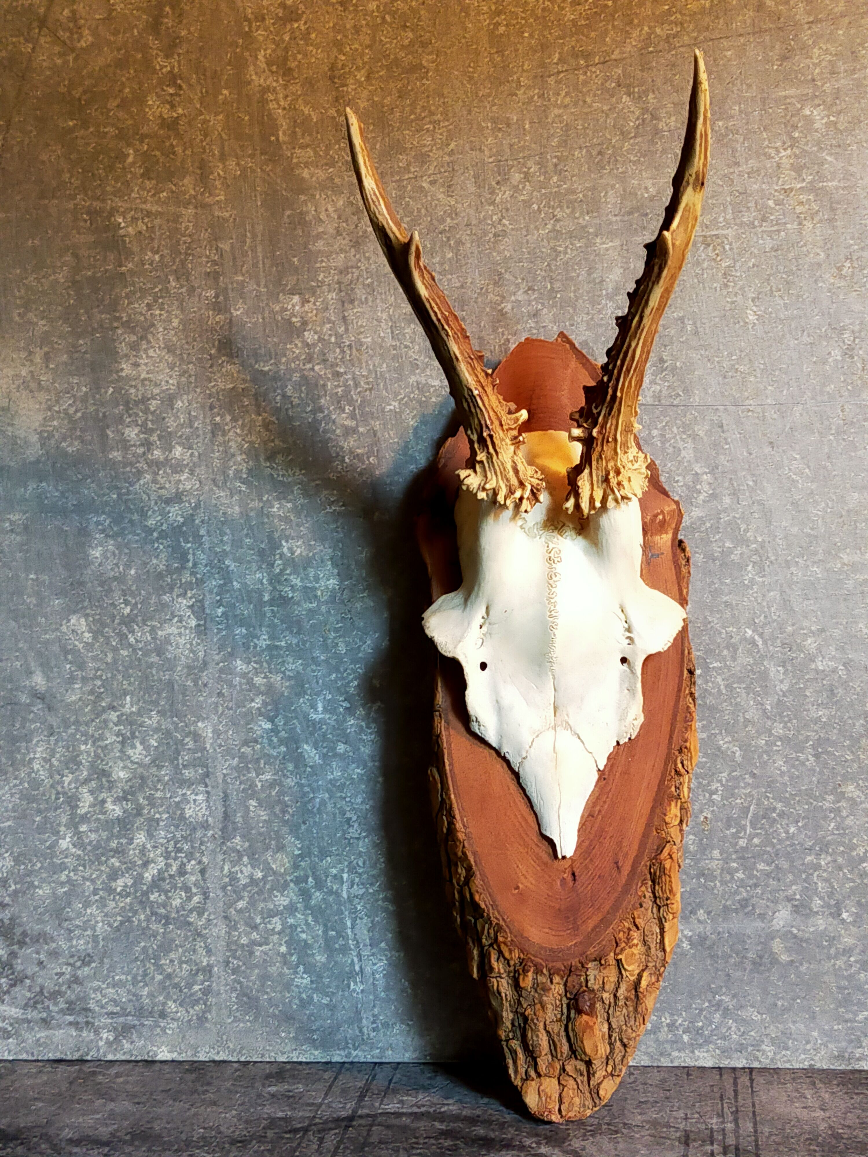 Duo of vintage hunting trophies Art-populaire 50s