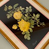 Framed poster vintage pinks yellow feared