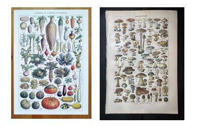 Poster about vegetables and lithograph about mushrooms