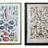 Poster about vegetables and lithograph about mushrooms