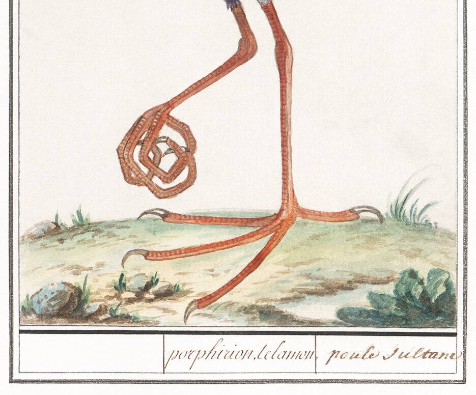 Affiche sur la poule sultane, d'après une gravure ancienne de 1610