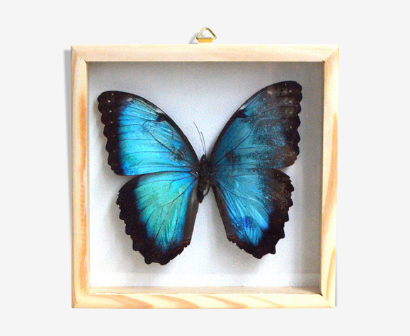 Cadre papillon Morpho
