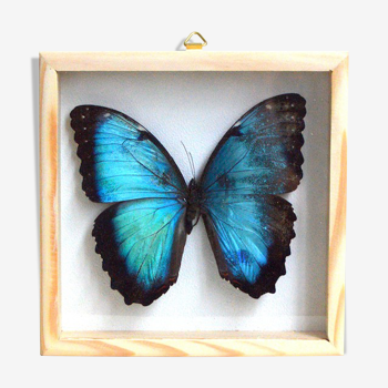Morpho butterfly frame