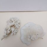 Coral coral