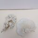 Coral corals