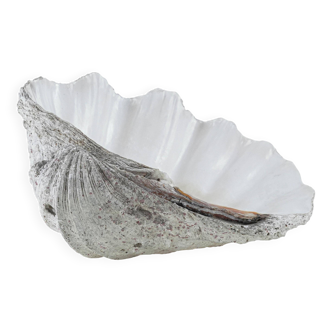 Decorative Tridacna seashell, boho style, 1980s