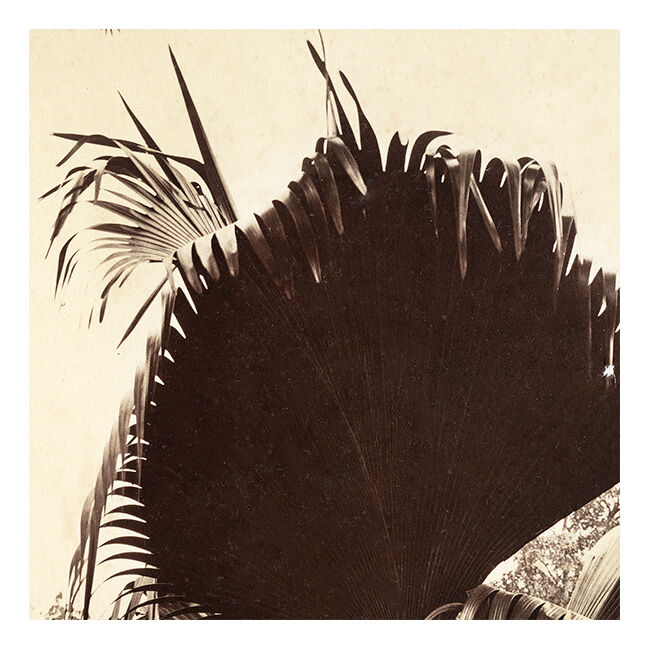 Ancient photograph of a panel of Bismarck Nobilis