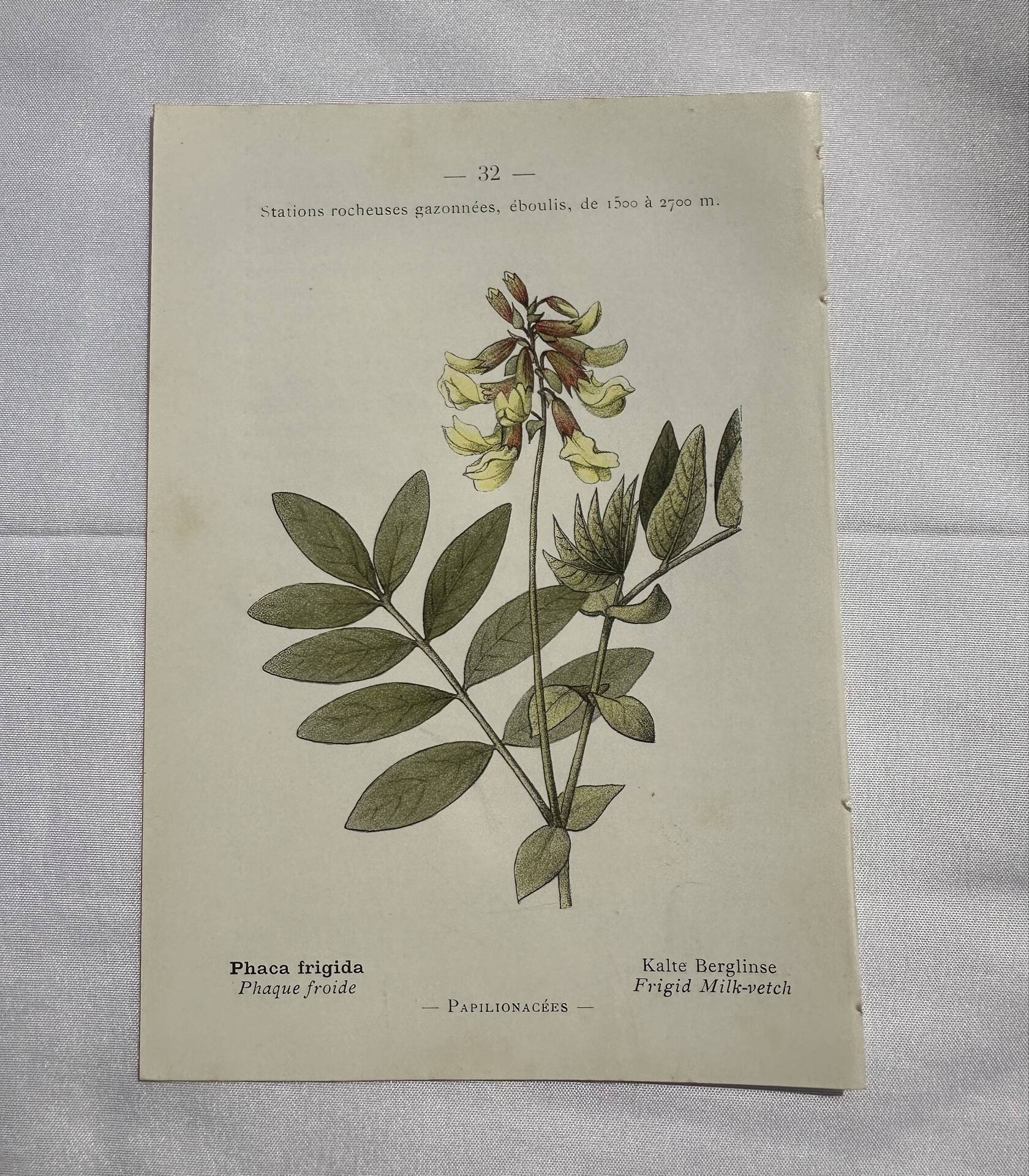 Botanical engraving naturalist plate flower plant of France