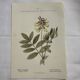 Botanical engraving naturalist plate flower plant of France