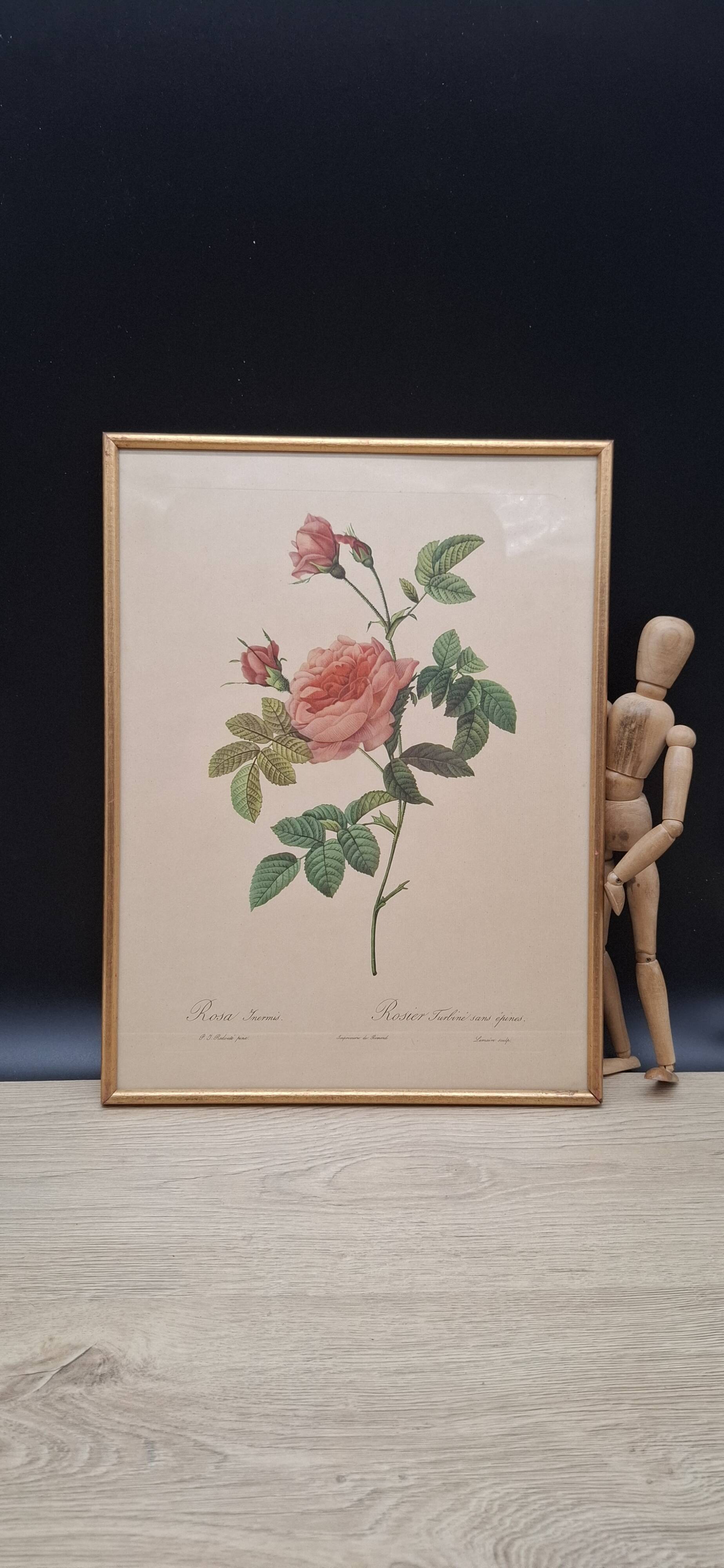 Lithographie PJ Redouté Rosier Turbiné sans épines