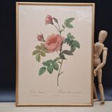 Lithographie PJ Redouté Rosier Turbiné sans épines