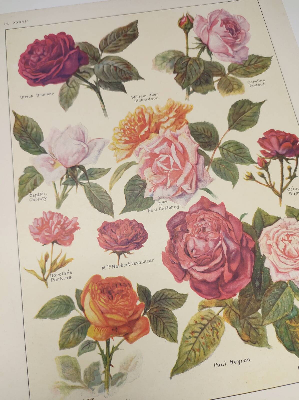 Gravure Originale de 1922 - Roses - Planche ancienne de  fleurs de J.M Dessertenne