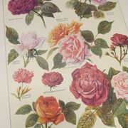 Original engraving from 1922 - Roses - Old plate of flowers by JM Dessertenne