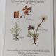 Botanical engraving -Herbal tea for heavy legs- Illustration of medicinal plants and herbs