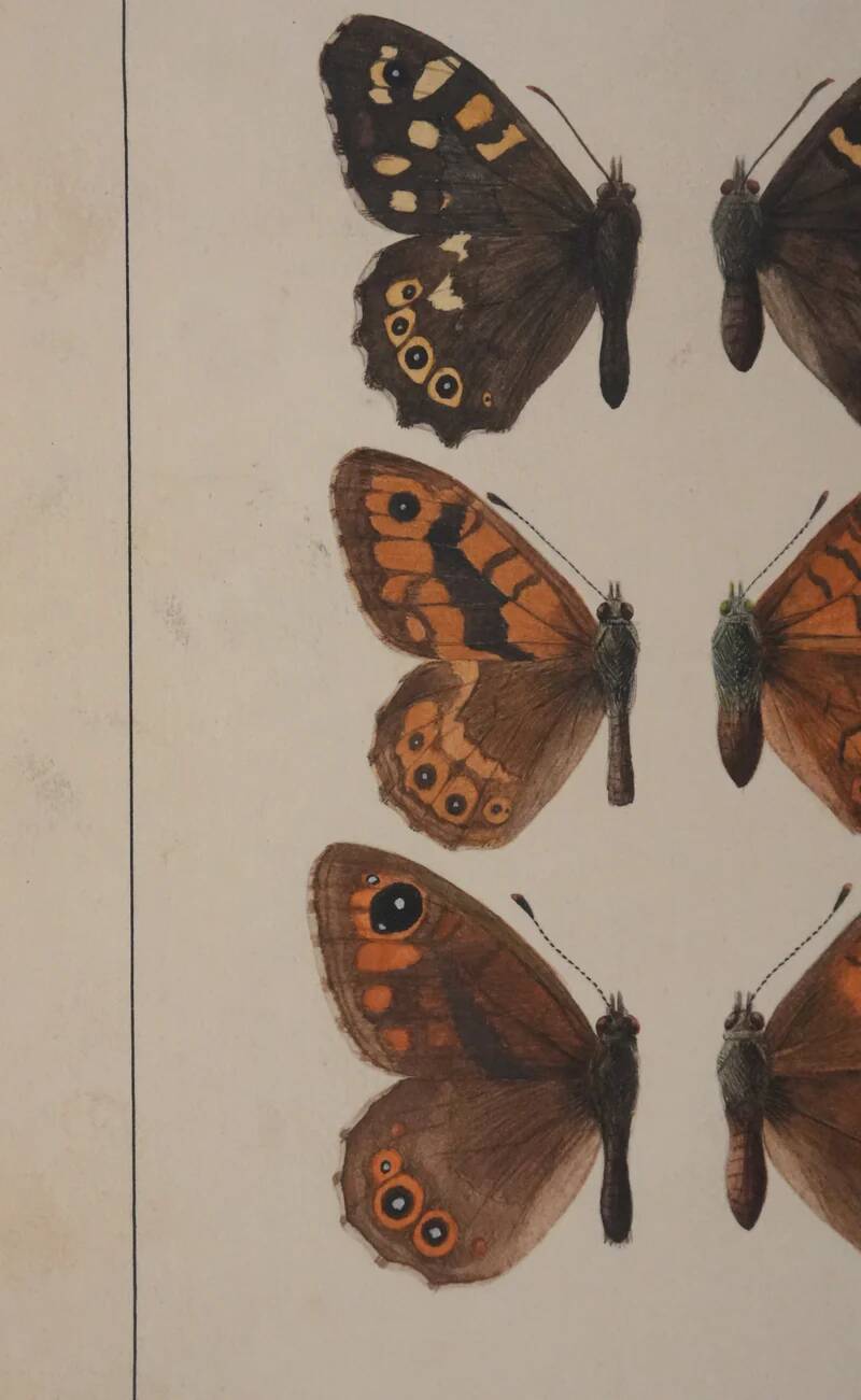 Small brown and orange butterflies, original signed watercolour, Roger METAYE.