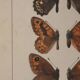 Small brown and orange butterflies, original signed watercolour, Roger METAYE.