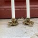 Pair of hand candlesticks / bronze candle holders