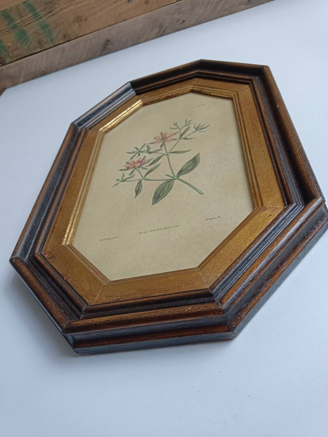 Old octagonal frame lithograph flower plant