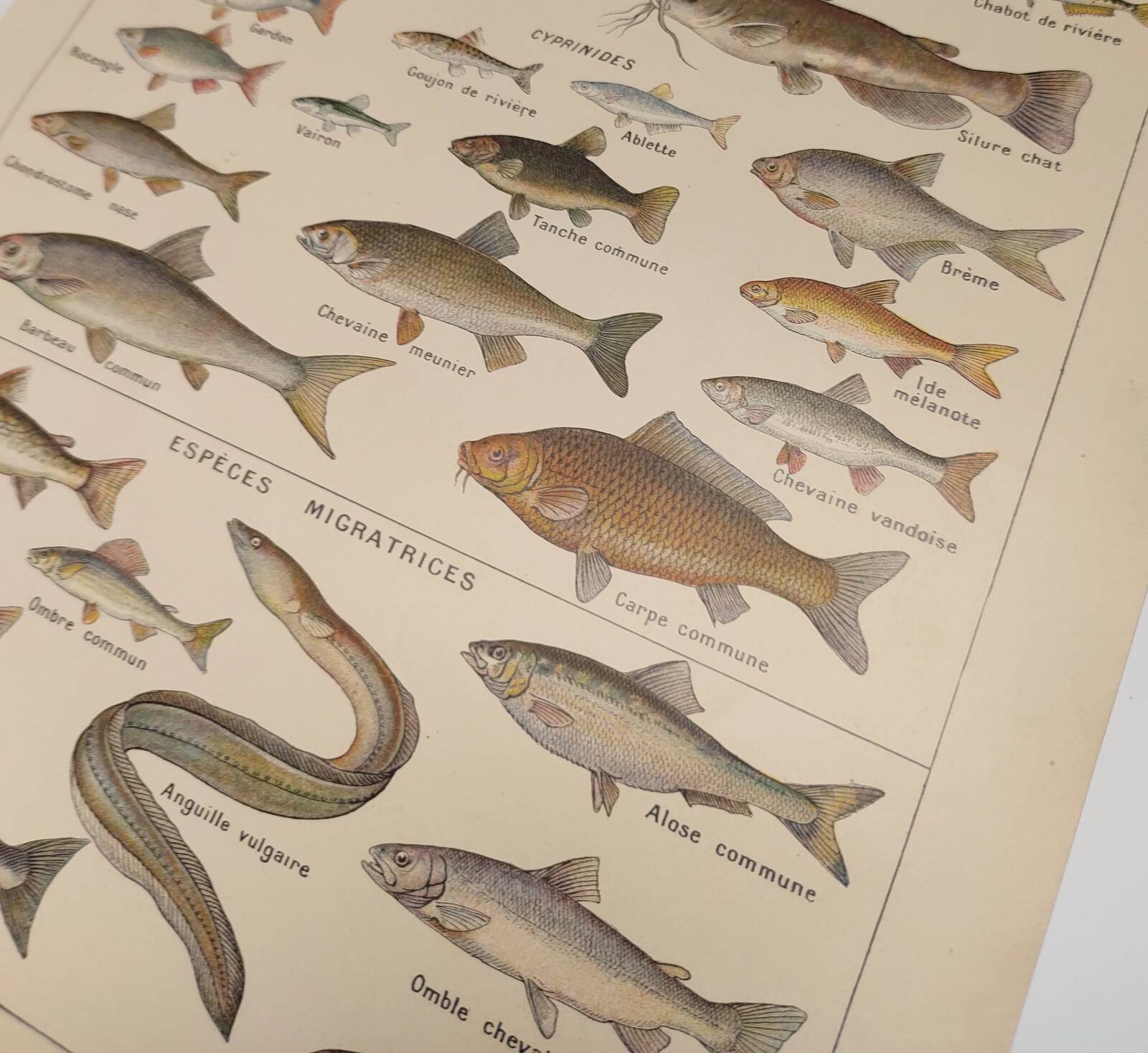 Original engraving from 1922 - Freshwater fish - Old educational board by JM Dessertenne