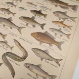 Original engraving from 1922 - Freshwater fish - Old educational board by JM Dessertenne